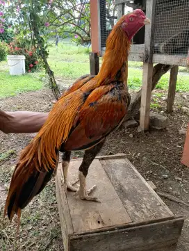 Jual Ayam Ekor Lidi