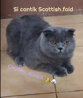 Betina scottish fold blue jdh bsh gaelic peaknose