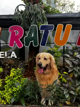 Pejantan Golden Retriever pure