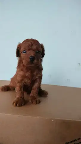 Anak poodle 1 bln jantan dan betina