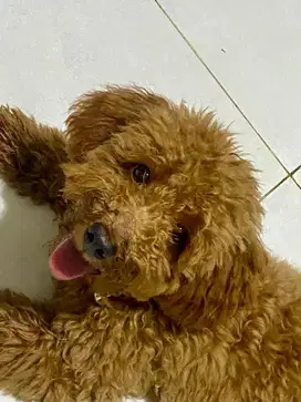 Poodle Jantan  6 bulan