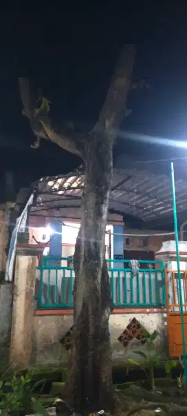 Kayu mangga gratis ada 2 pohon