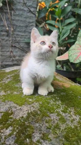 Kucing Kitten Munchkin Cebol Kaki Pendek Lucu Murah