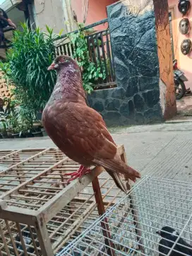 Burung dara kolong