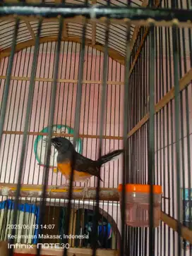 Murai pastol masih dokor