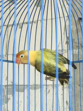 Lovebird betina