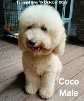 Anjing Poodle; Coco, Kai, dan Luna