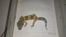Gecko Umur 1 Tahun