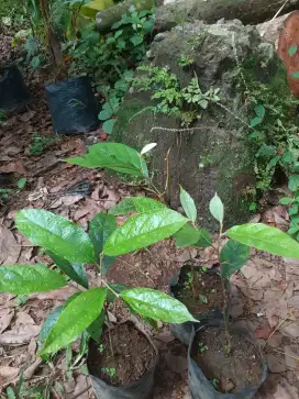Bibit pohon kemenyan