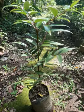 Bibit pohon damar