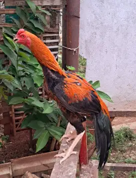 Ayam Bangkok Muda Ekor Lidi / [NEGOOO} Ayam Bangkok Hias