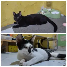 Free adopt domestik
