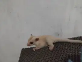 Suger Glider Joey Creamino betina