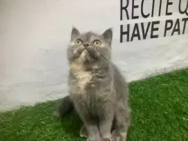 Kucing Persia peaknose exsotic mix BSH betina kitten 3 bulan