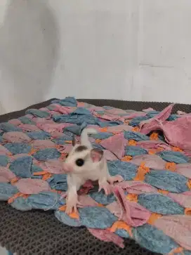 Sugar Glider joey Mosaik Betina