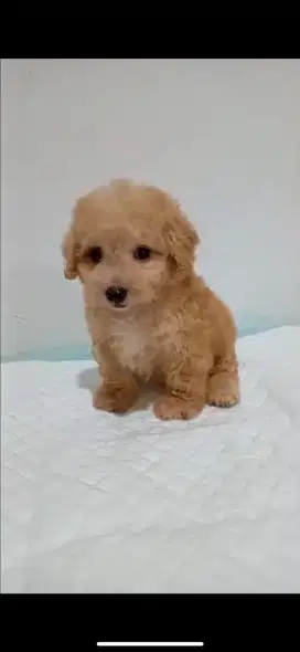 Male Fawn Poodle