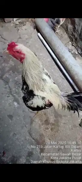 Ayam Bangkok original