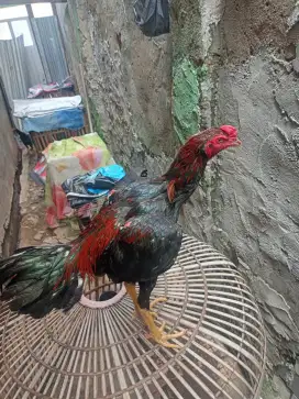 Ayam Bangkok clasik