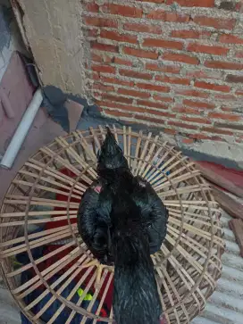 Ayam Bangkok hitam