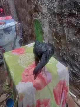 Biangan ayam Bangkok