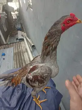 Ayam Bangkok phakoy x plucker