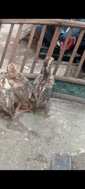 Ayam Bangkok anakan