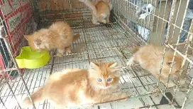 Lepas adopsi kucing persia