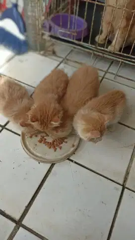 Lepas adopsi kucing persia