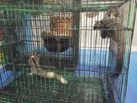 lepas adopsi sugar 3ekor jantan
