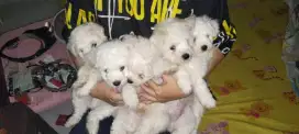 Dijual puppies BICHON