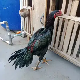 Ayam bangkok muda