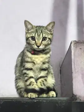 BSH Mix Munchkin Tabby Kitten Jantan