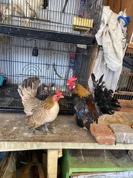 Jual ayam kate tema serama sepasang