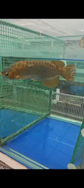 Arowana SR 40-50 CM BORONGAN ADA 4