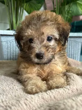 Poodle turunan asli, 7 minggu, piaraan sendiri