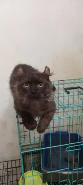 Kucing Persia lucu