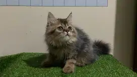 Kucing persia/jantan/2,5 bulan