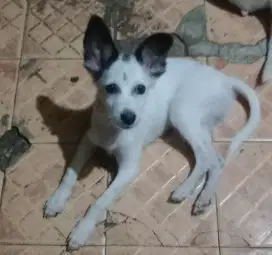 Doggy Cakep Marking Unik
