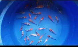 Dijual Paket Ikan koi 15 ekor size-+5-6cm