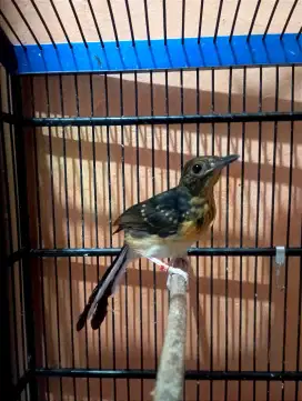 Burung Murai trotol jantan ring ternakan fighter