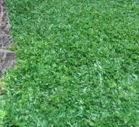 Rumput gajah mini