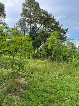 Dijual Tanah Kebun cocok untuk Villa atau Berkebun luas 2 ha