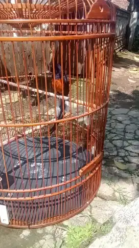 Mangga murai Medan merah ke merah prestasi