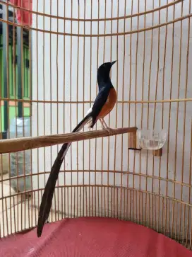 Murai batu pastol ekor panjang 33cm