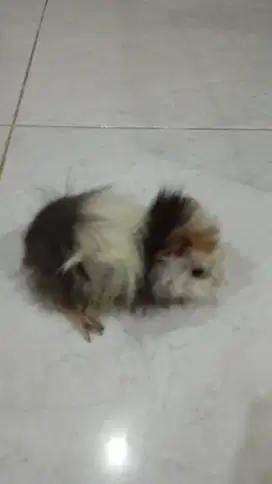Marmut abysinian betina
