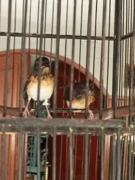 Murai Medan Anakan Trotol Jantan