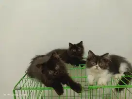 KITTEN PERSIA LONGHAIR JANTAN 4 BULAN
