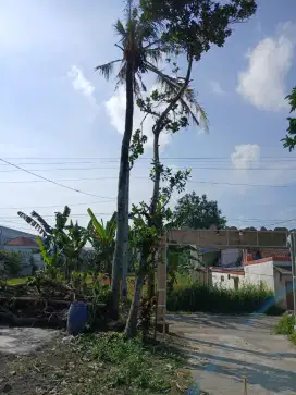 Jasa tebang pohon