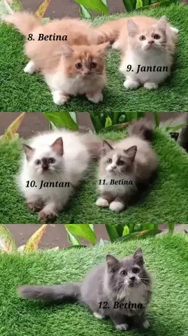 Kucing kitten persia himalaya ragdoll a jantan betina
