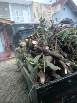 JASA TEBANG POHON JOGJA